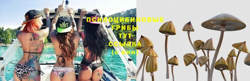 Псилоцибиновые грибы Psilocybe  купить  цена  Зубцов 